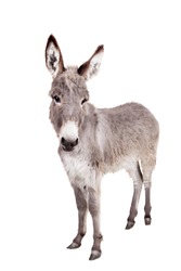 Donkey isolated on the white background