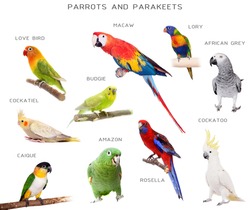 Parrots and parakeets education set, isolated on white background