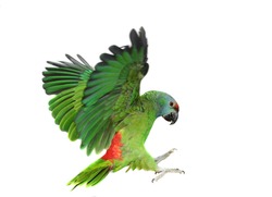 Flying festival Amazon parrot on the white background
