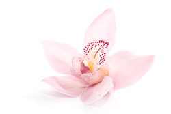one rosy beautiful orchid isolated on white background
