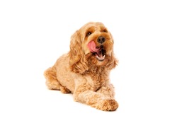 brown cockapoo dog in front of a white background