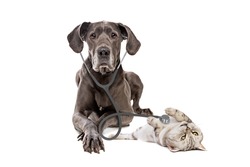 Great Dane dog using a stethoscope on a cat isolated on white background. big dog on reception at veterinary doctor in vet clinic. Pet health care and animals concept