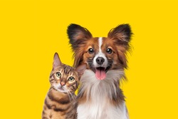 portrait of a cat and dog in front of bright yellow background