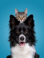 border collie dog portrait with a hiding cat behind in front of a blue background