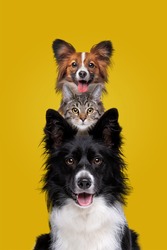 two dogs and one cat staring at camera in front of a yellow background