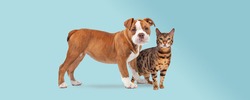 bulldog puppy and a tabby cat standing in front of a light blue background both staring at the camera