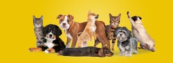 group of eight cats and dogs isolated on a yellow background