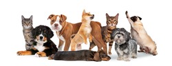 group of eight cats and dogs isolated on white background