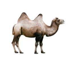Domestic Bactrian Camel (Camelus bactrianus) cut out on white background