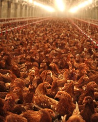Chicken farm, eggs and poultry production, feeding chickens in modern breeders