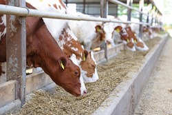 Dairy farm, simmental cattle, feeding cows on farm