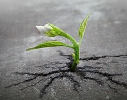 Little flower sprout  grows through urban asphalt ground