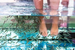 Flock of Doctor fish cleaning feet in a spa aquarium. Garra rufa or red garra fish