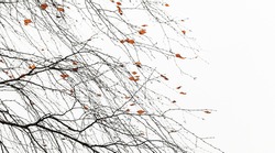 Birch tree branches with last yellow leaves over white sky background, natural abstract photo