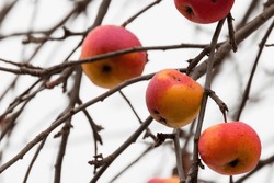 Frozen apples hang on branches, close-up photo with selective focus, abstract winter natural photo