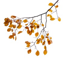 Yellow autumnal leaves on the tree branch isolated on white
