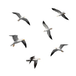 Great black-backed gulls. Set of big flying seagulls isolated on white background