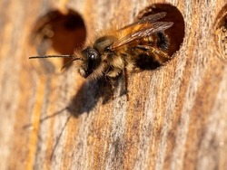 Wild bee in the insect hotel (macro)
