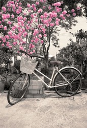 Retro postcard. Vintage bicycle near blossoming tree cherry in springtime