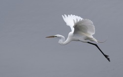 Great White Egret Taking Off From Water