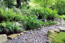 Woodland shade garden path, lined with Hosta and fern. 