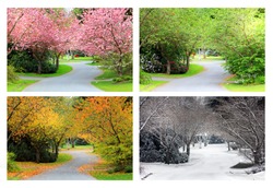 Spring, Summer, Fall and Winter. Four seasons photographed on the same street from the exact same location. 
