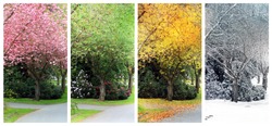 Spring, Summer, Fall and Winter. Four seasons photographed on the same street from the exact same location. Also available in individual high resolution. 