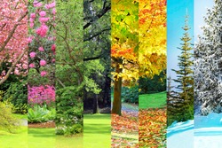 Collage of Cherry, maple, oak and cedar trees in four seasons. Spring, Summer, Fall and Winter. 
