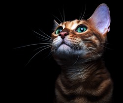 Beautiful bengalensis cat ifs isolated on a black background.
