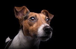 Nice Jack Russel terrier dog is isolated on a black background. Animal portrait. Playful dog is on a colorful background. Collection of funny animals