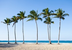 Tall palm trees in a row at tranquil beach