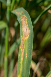 Wheat Plants in the Field  Infected by Septoria blotch. Macro.
