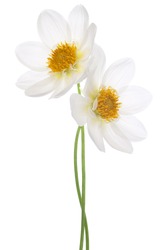 Studio Shot of White Colored Dahlia Flowers Isolated on White Background. Large Depth of Field (DOF). Macro. Symbol of Elegance, Dignity and Good Taste.