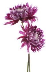 Studio Shot of Magenta Colored Dahlia Flowers Isolated on White Background. Large Depth of Field (DOF). Macro. Symbol of Elegance, Dignity and Good Taste.