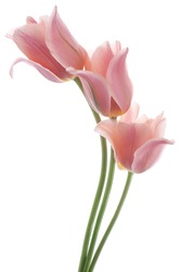 Studio Shot of Pink Colored Tulip Flowers Isolated on White Background. Large Depth of Field (DOF). Macro. National Flower of The Netherlands, Turkey and Hungary.