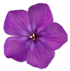 Studio Shot of Purple Colored Phlox Flower Isolated on White Background. Large Depth of Field (DOF). Macro. Close-up.