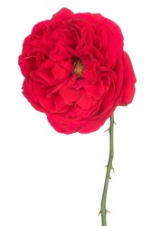 Studio Shot of Red Colored Rose Flower Isolated on White Background. Large Depth of Field (DOF). Macro. Close-up.