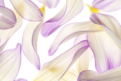 Studio Shot of White and Purple Colored Dahlia Flower Petals Isolated on  White Background. Large Depth of Field (DOF). Macro.