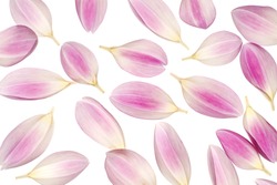 Studio Shot of Pink and White Colored Dahlia Petals Background. Macro. Symbol of Elegance, Dignity and Good Taste.