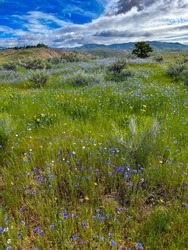 Wildflowers in the Boise foothills in the spring