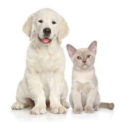 Cat and dog together on white background. Animal themes