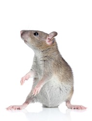 Funny rat posing on a white background