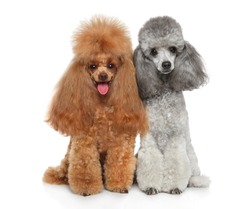 Two young cute groomed Toy Poodles together on white background. Happy dog. Animal themes
