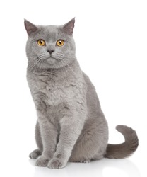 British Shorthair cat portrait on a white background