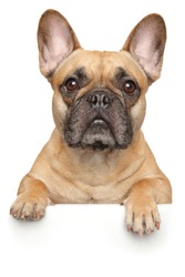 French Bulldog above banner, isolated on white background. Animal themes