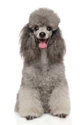 Portrait of a young Happy Poodle dog on a white background. Animal themes