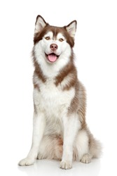 Happy dog, studio portrait on white background