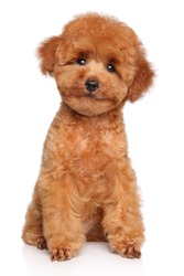 Happy dog. Toy Poodle puppy sits on white background, front view