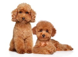Red dwarf and toy poodle puppy on white background