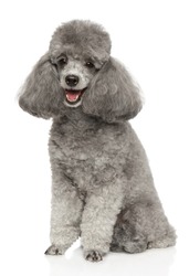 Gray toy poodle sits in front of a white background